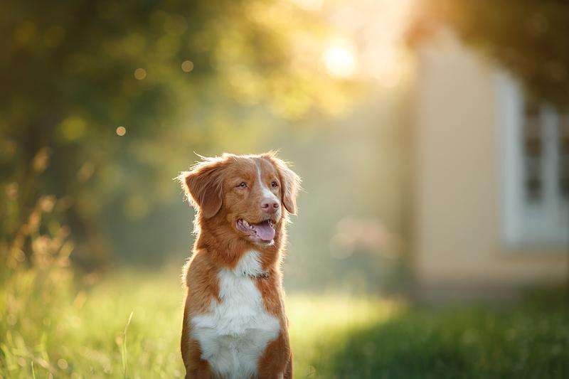 Nova Scotia Duck Tolling Retriever Dog sitting on the grass near the house