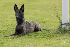 250503-Hundepruefungen_IMG_2655