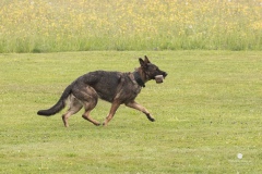 250503-Hundepruefungen_IMG_3009