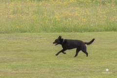 250503-Hundepruefungen_IMG_3036