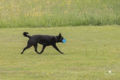 250503-Hundepruefungen_IMG_3042