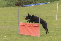250503-Hundepruefungen_IMG_3045