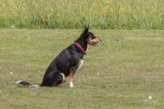 250503-Hundepruefungen_IMG_3114