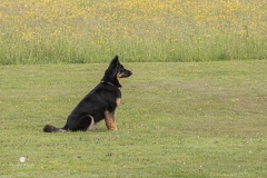 250503-Hundepruefungen_IMG_3141