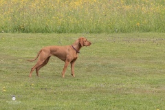 250503-Hundepruefungen_IMG_3158