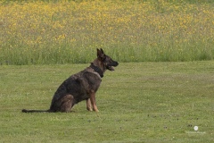 250503-Hundepruefungen_IMG_3185