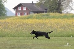 250503-Hundepruefungen_IMG_3205
