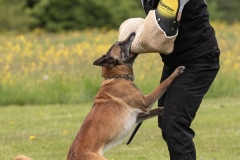 250503-Hundepruefungen_IMG_3433